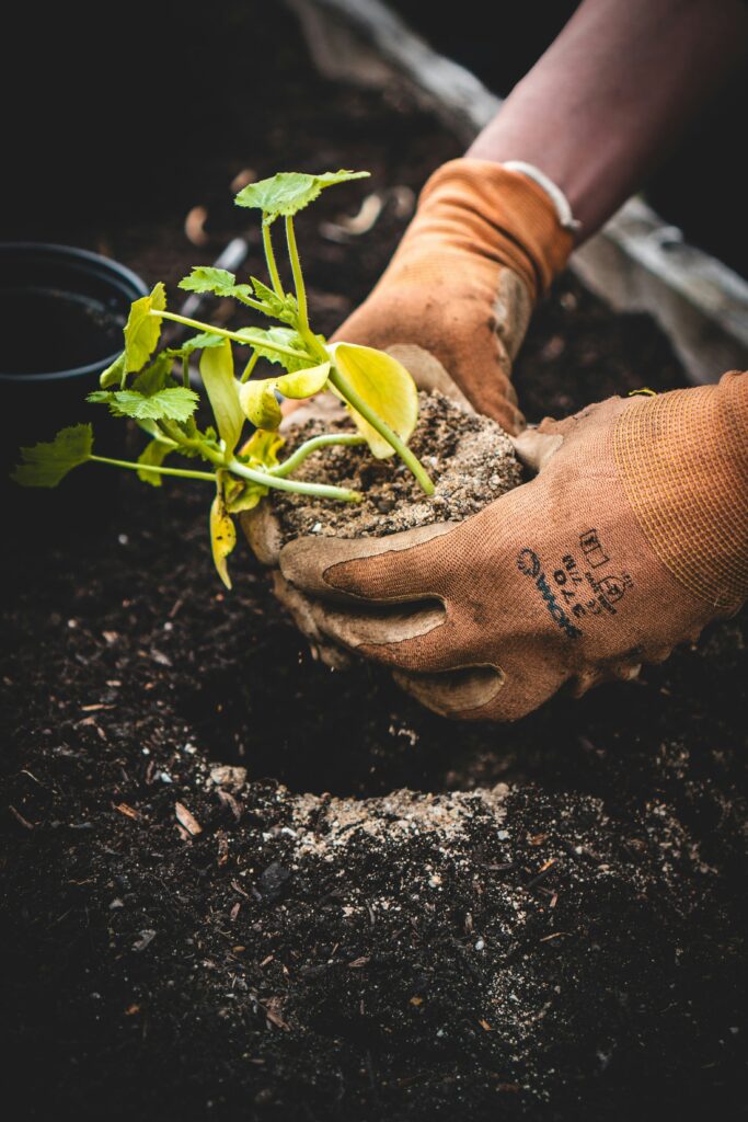 Native tree seedling